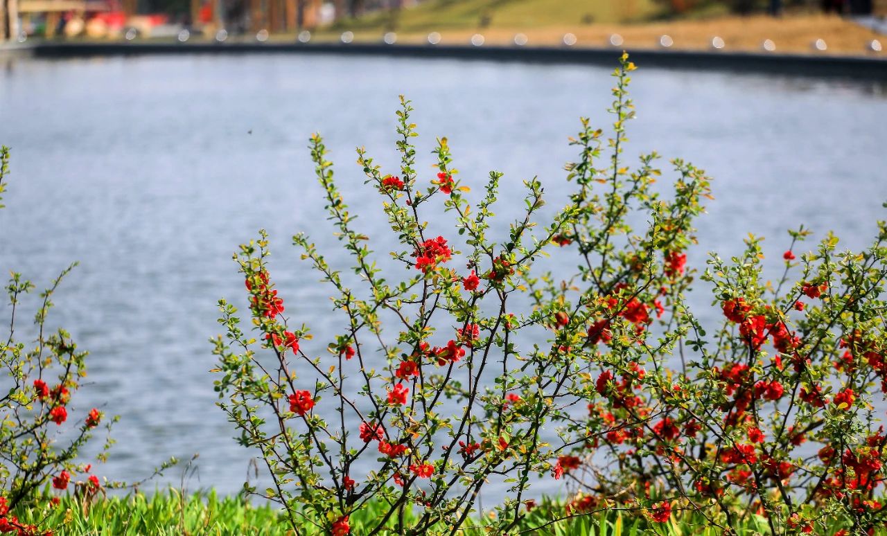 踏青赏花！秦汉的几个好去处，悄悄告诉你！