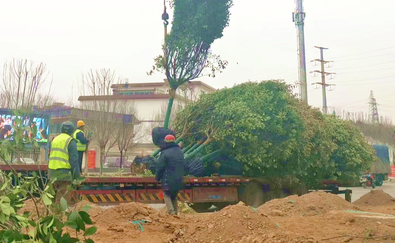 秦汉新城统筹推进春季增绿补植和绿化养护工作