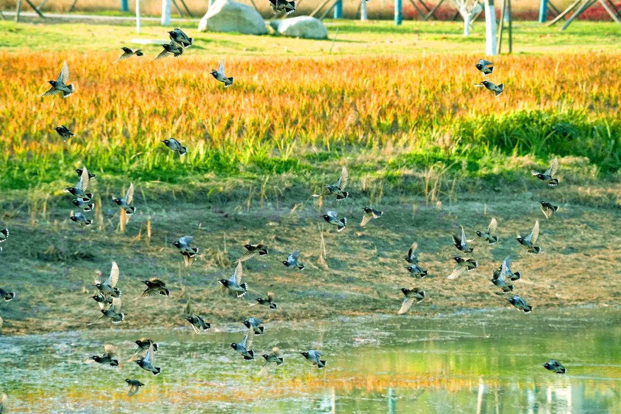 保护野生动物 秦汉新城在行动