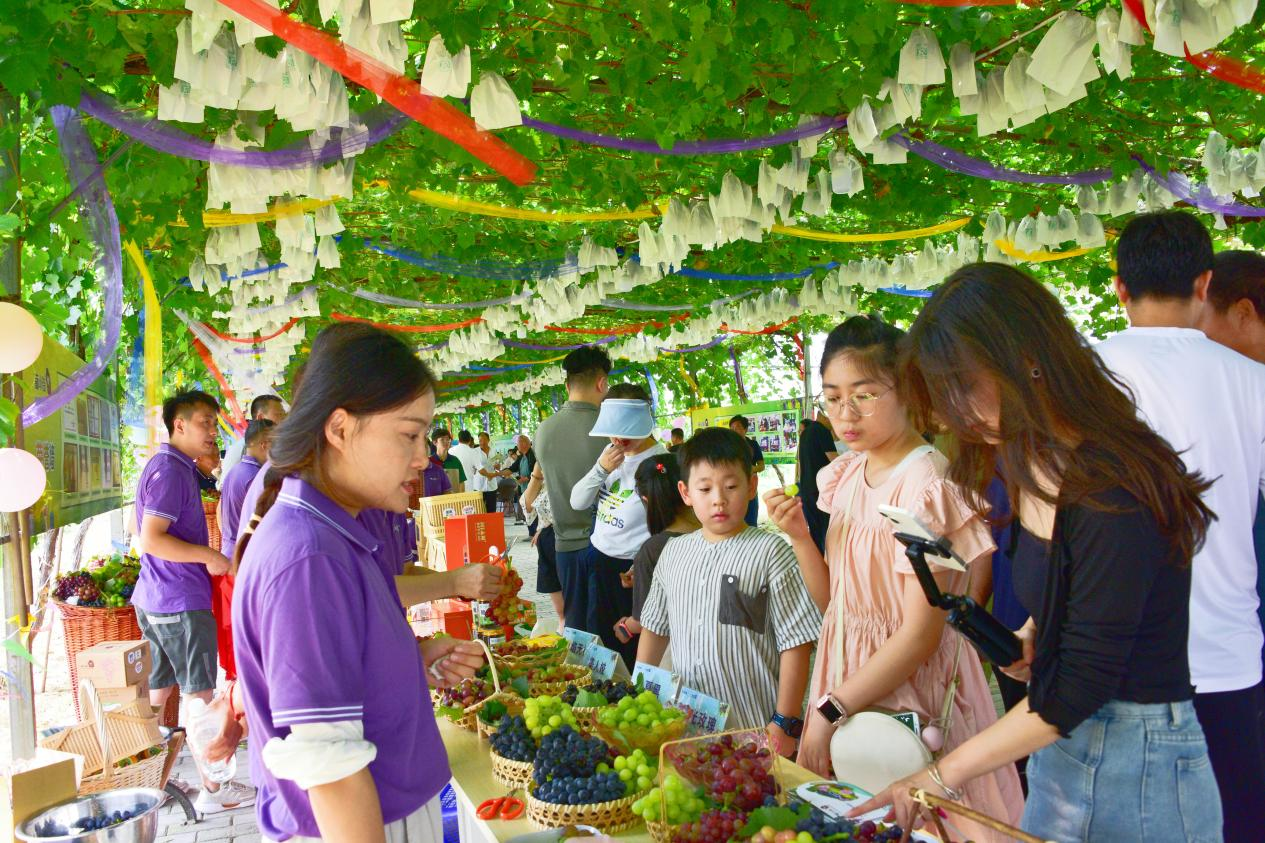 2024西咸新区葡萄采摘季暨葡小淘采摘节在秦汉新城开幕