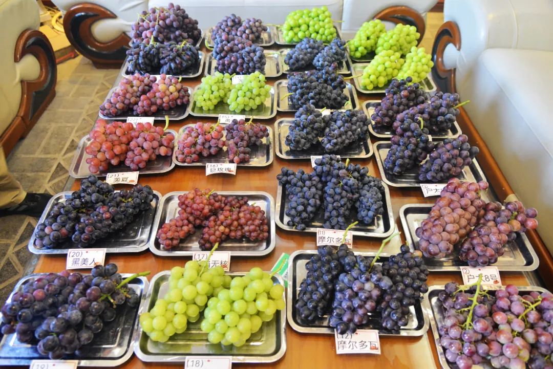 西咸新区最受喜爱葡萄评选活动在秦汉新城举办