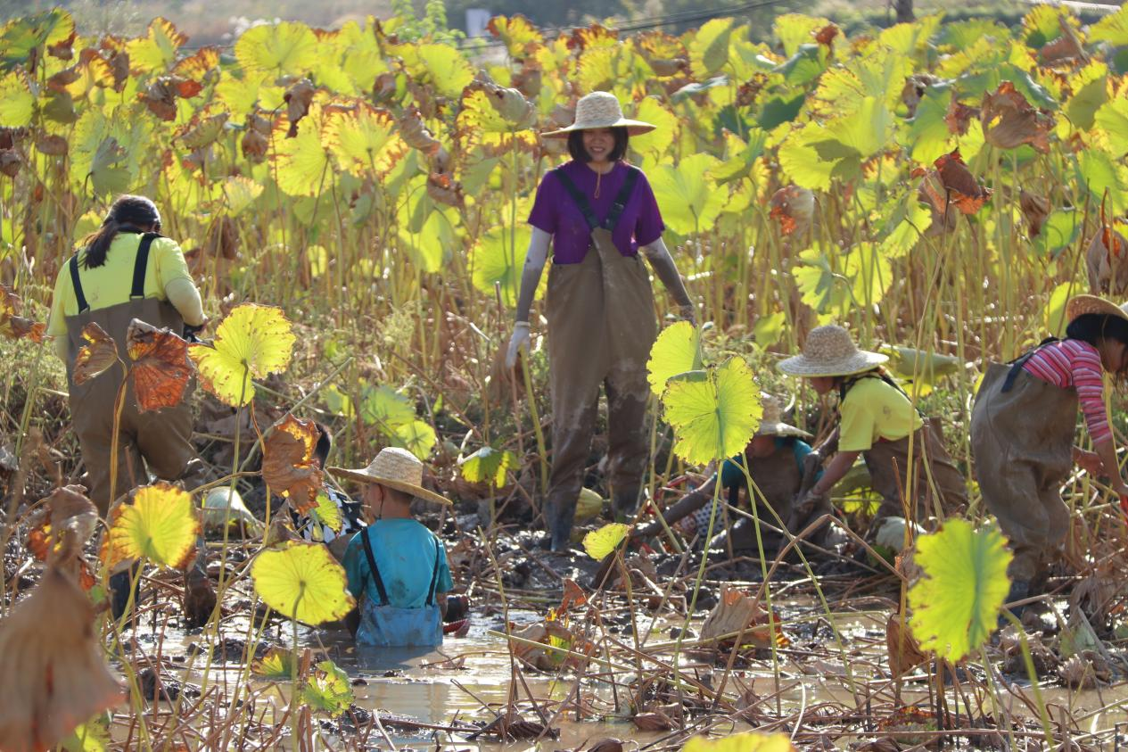 秦汉新城一年中最好的秋景来了