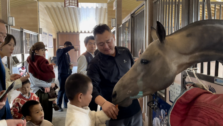 秦汉新城举办“秦才闪耀 骑出风采”高层次人才马术体验活动