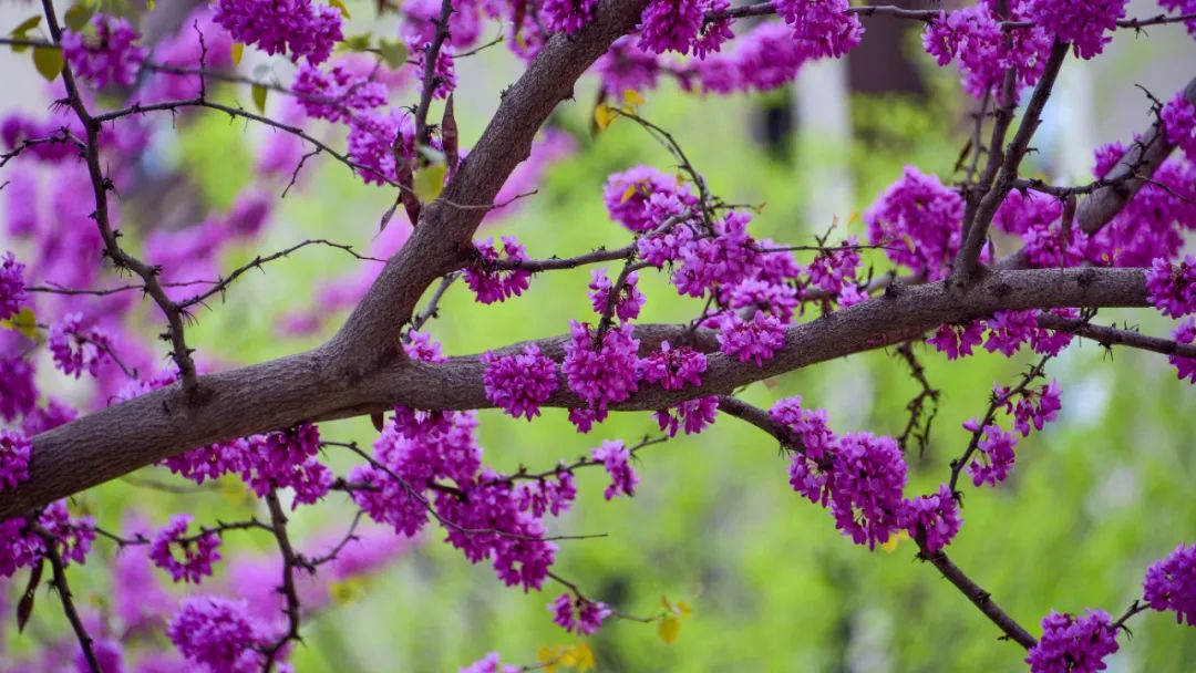 独一份！校门口，千棵紫荆同时盛开！